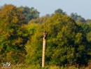 Buzzard - Myszołów